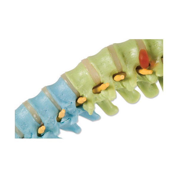 Układ kostny 3B Scientific A58/8