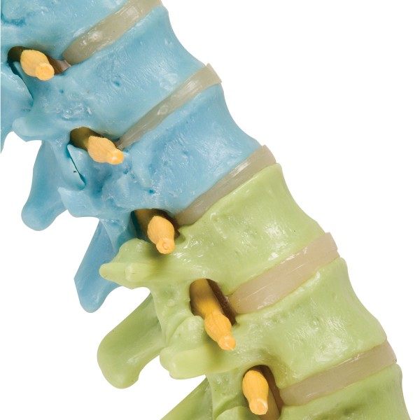 Układ kostny 3B Scientific A58/9