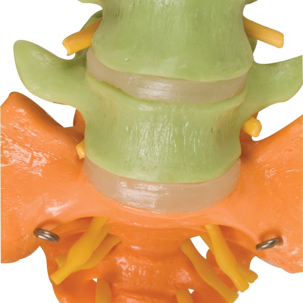 Układ kostny 3B Scientific A58/9