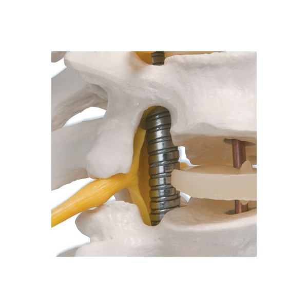 Układ kostny 3B Scientific A59/2