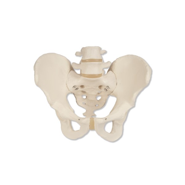 Układ kostny 3B Scientific A60