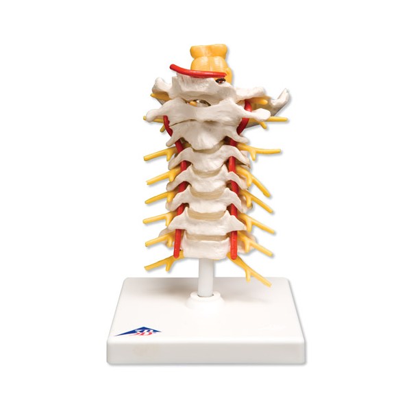 Układ kostny 3B Scientific A72