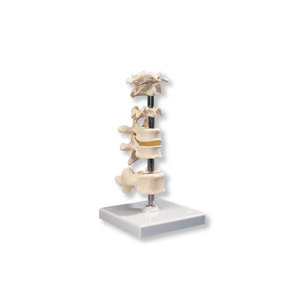 Układ kostny 3B Scientific A75