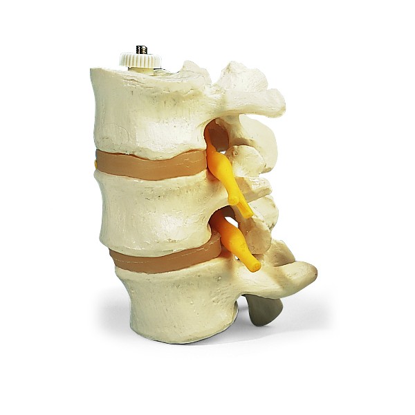 Układ kostny 3B Scientific A76/8