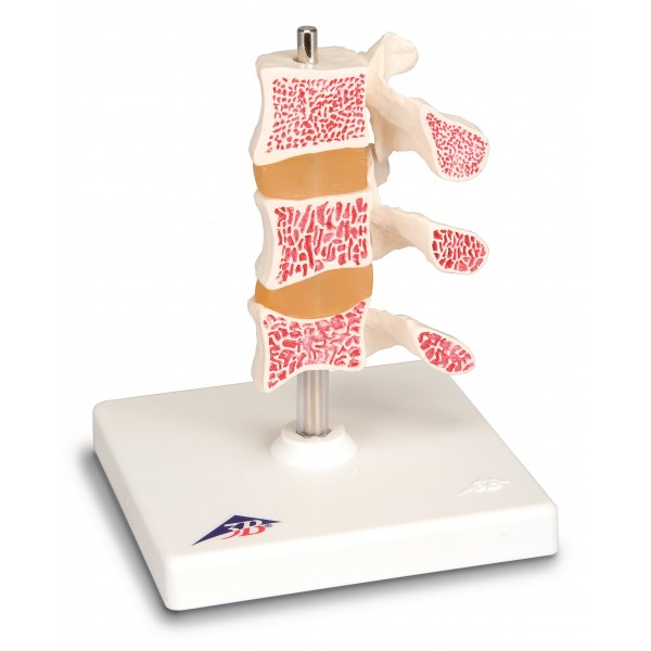 Układ kostny 3B Scientific A78