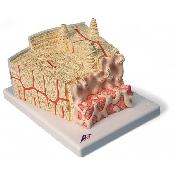 Układ kostny 3B Scientific A79