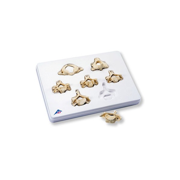 Układ kostny 3B Scientific A790