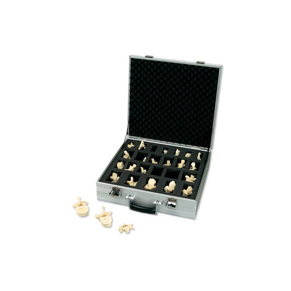 Układ kostny 3B Scientific A793