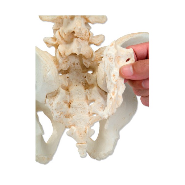 Układ kostny 3B Scientific A794