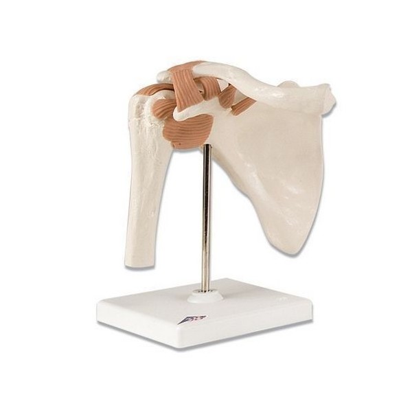 Układ kostny 3B Scientific A80