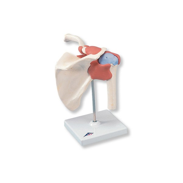 Układ kostny 3B Scientific A80/1