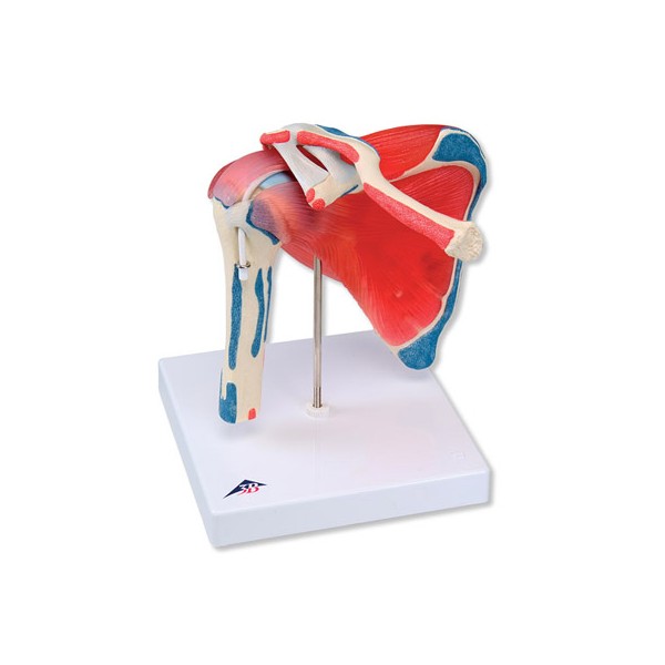 Układ kostny 3B Scientific A880