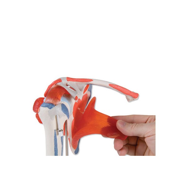 Układ kostny 3B Scientific A880