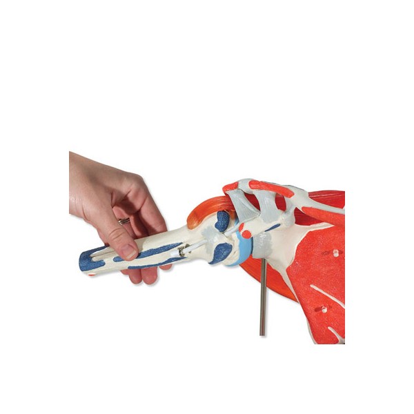 Układ kostny 3B Scientific A880