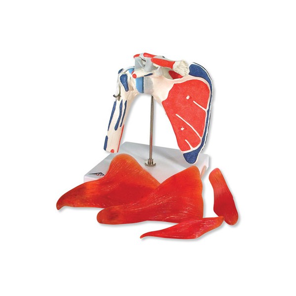 Układ kostny 3B Scientific A880