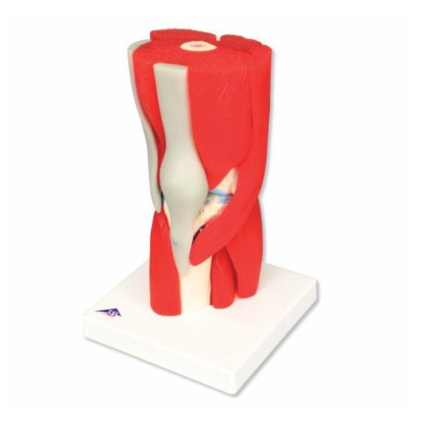 Układ kostny 3B Scientific A882