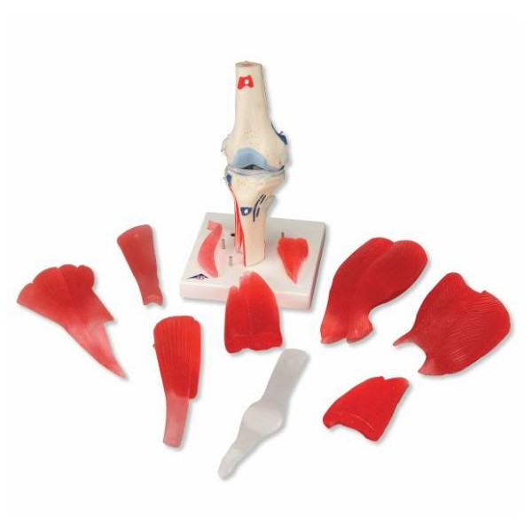 Układ kostny 3B Scientific A882