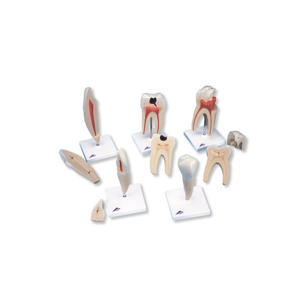 Układ kostny 3B Scientific D10