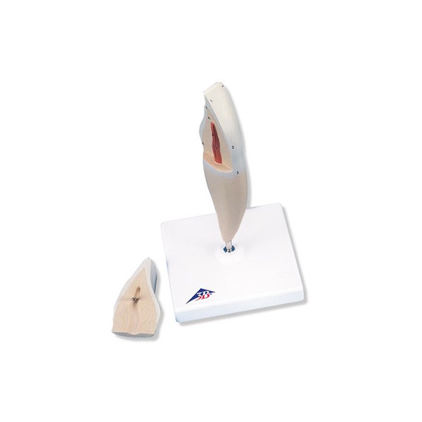 Układ kostny 3B Scientific D10/1