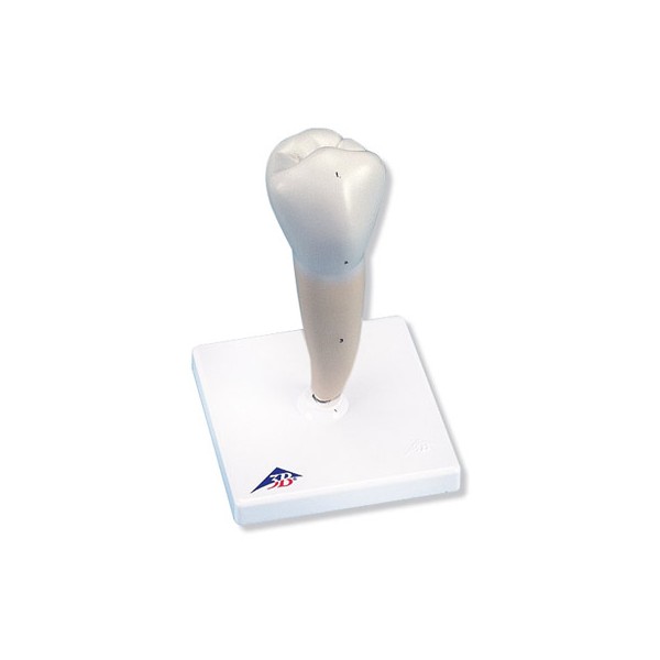 Układ kostny 3B Scientific D10/3