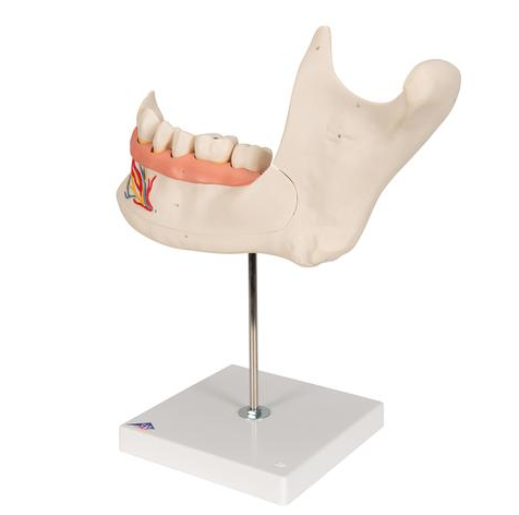 Układ kostny 3B Scientific D25