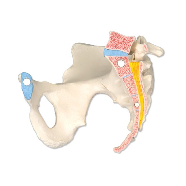 Układ kostny 3B Scientific H20/1