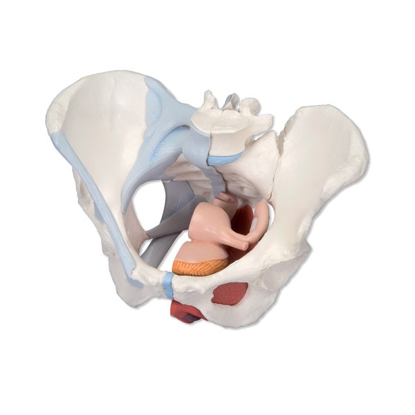 Układ kostny 3B Scientific H20/3