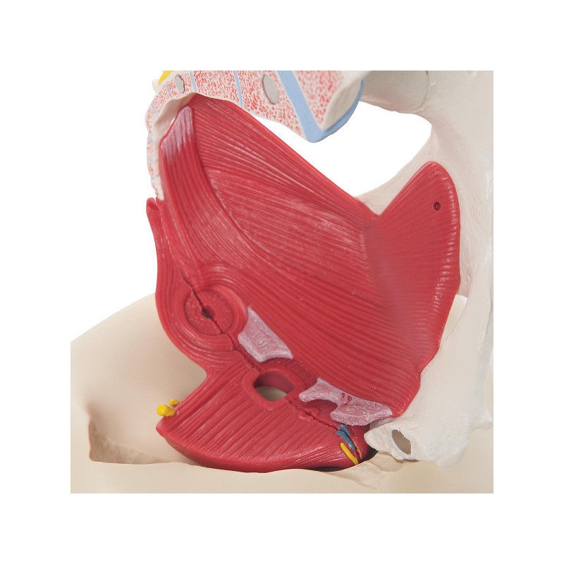 Układ kostny 3B Scientific H20/4