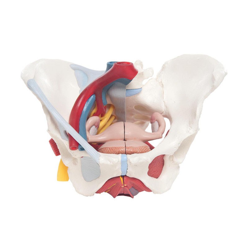 Układ kostny 3B Scientific H20/4