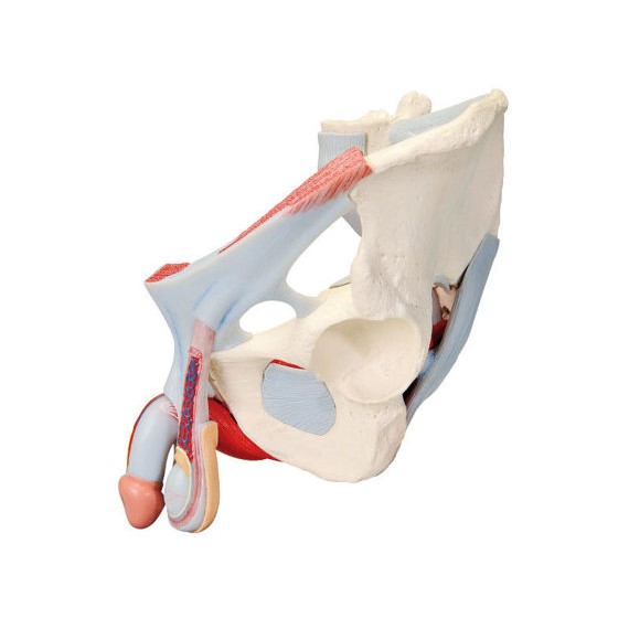 Układ kostny 3B Scientific H21/3