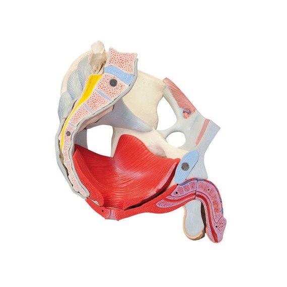 Układ kostny 3B Scientific H21/3