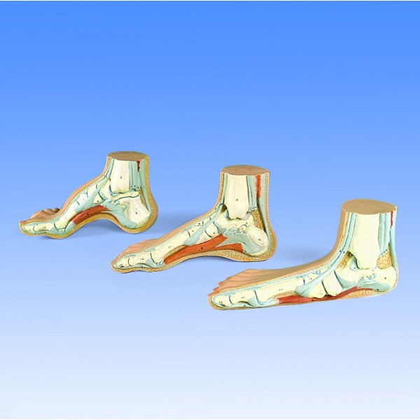 Układ kostny 3B Scientific M32