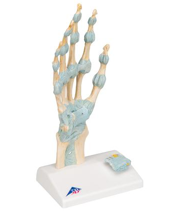 Układ kostny 3B Scientific M33