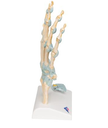 Układ kostny 3B Scientific M33