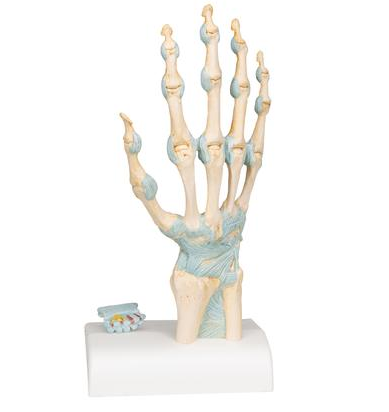 Układ kostny 3B Scientific M33