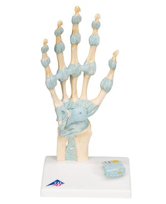 Układ kostny 3B Scientific M33