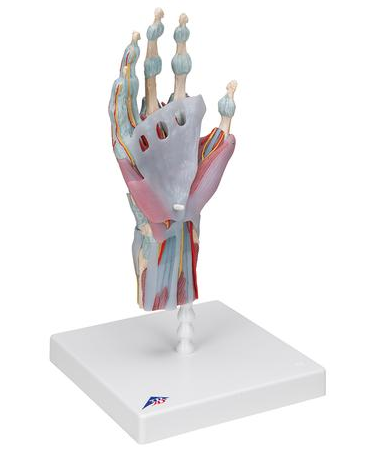 Układ kostny 3B Scientific M33/1