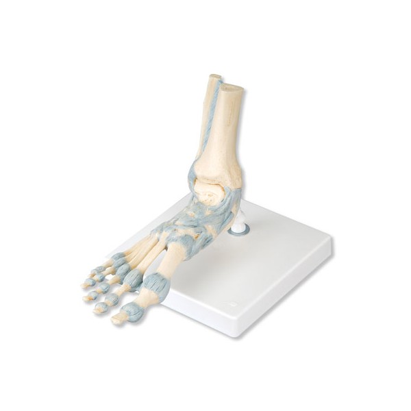 Układ kostny 3B Scientific M34