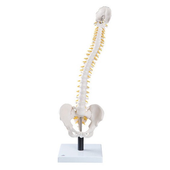 Układ kostny 3B Scientific VB84