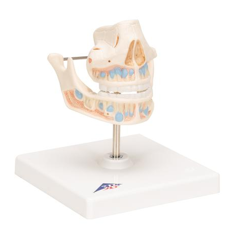 Układ kostny 3B Scientific VE282