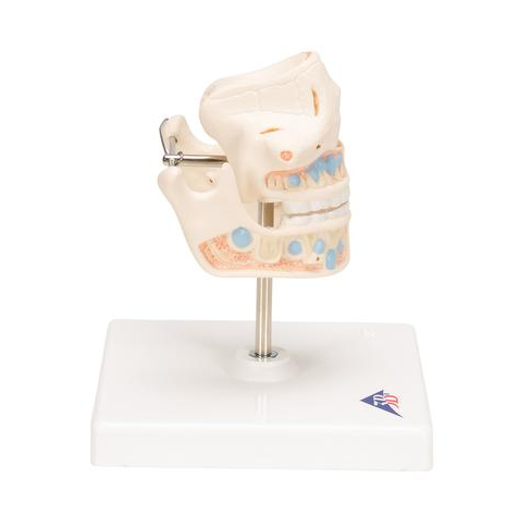 Układ kostny 3B Scientific VE282