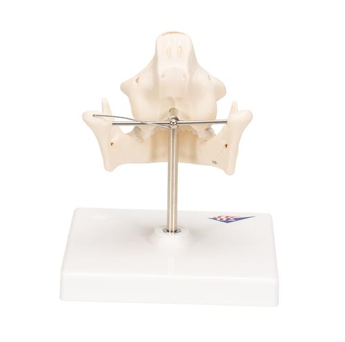 Układ kostny 3B Scientific VE282