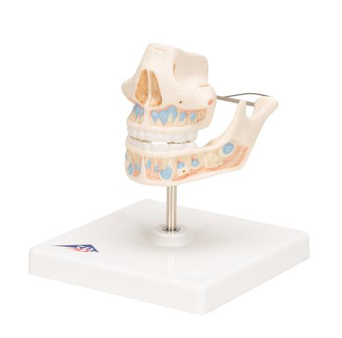 Układ kostny 3B Scientific VE282