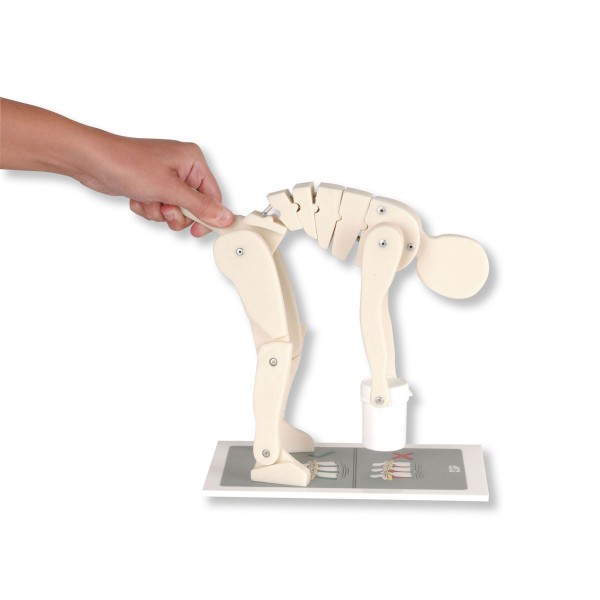 Układ kostny 3B Scientific W19007