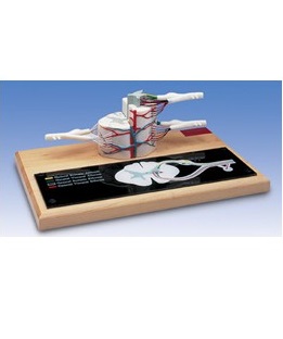 Układ kostny 3B Scientific W42505