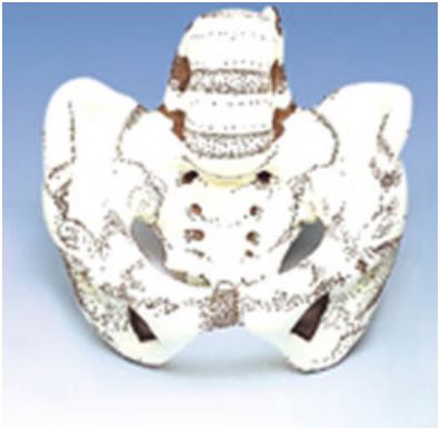 Układ kostny 3B Scientific W43040