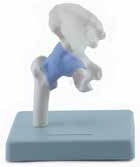 Układ kostny ALTAY SCIENTIFIC 6042.27