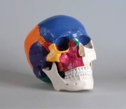 Układ kostny ERLER ZIMMER 4508