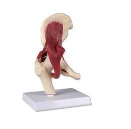 Układ kostny ERLER ZIMMER 4663