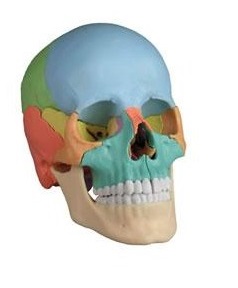 Układ kostny ERLER ZIMMER 4708